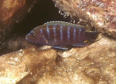 Pseudotropheus sp. 'thin stripe' Maingano Island